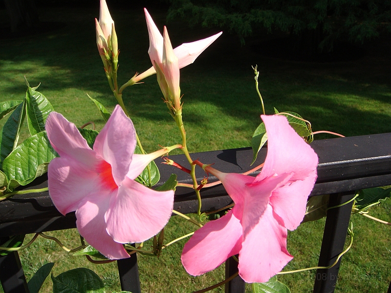 149 Longwood Gardens [2008 August 23].JPG - Longwood Gardens in Pennsylvania